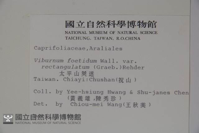 狹葉莢迷藏品圖，第2張