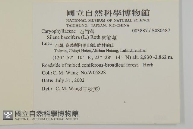 狗筋蔓藏品圖，第2張