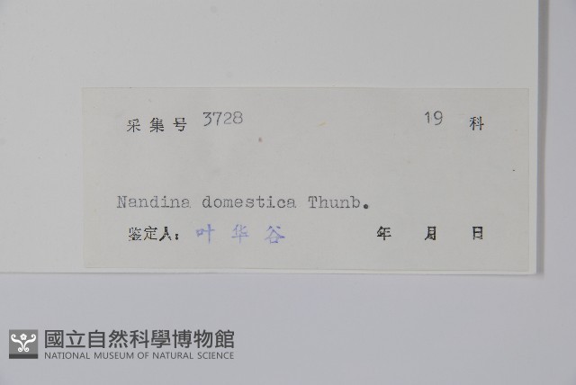 南天竹、天竹、蘭天竹藏品圖，第2張