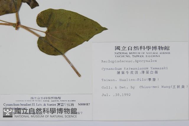 薄葉牛皮消藏品圖，第2張