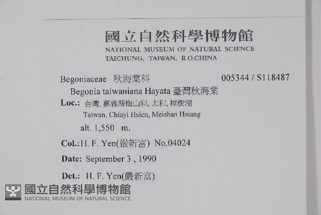 臺灣秋海棠藏品圖，第2張