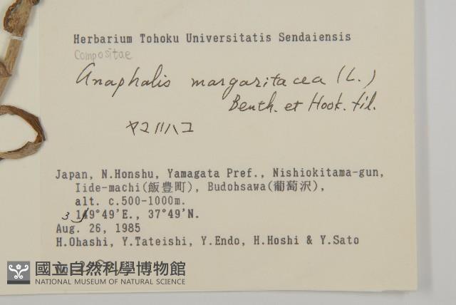 抱莖籟簫藏品圖，第2張