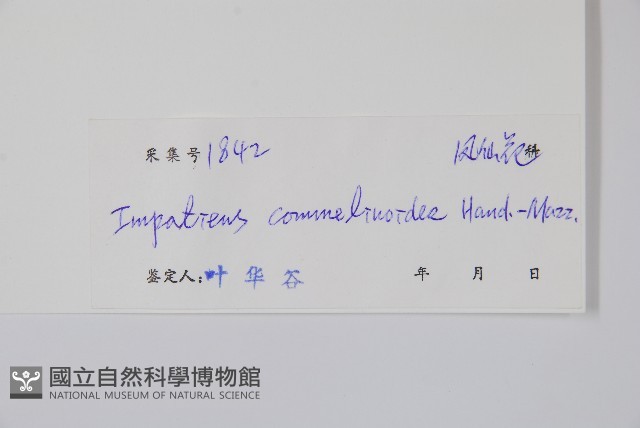 類鴨趾草鳳仙花藏品圖，第2張