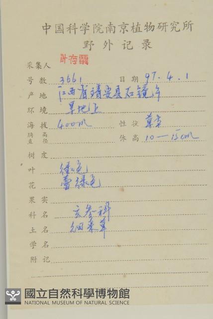 無心菜、鵝不食草藏品圖，第2張