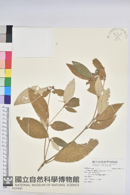 裡白巴豆藏品圖，第1張