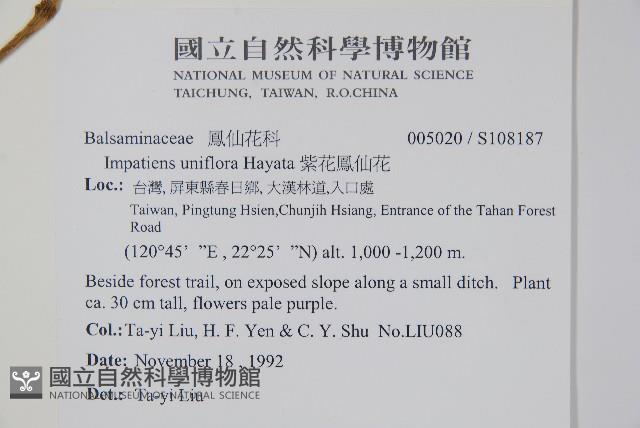 紫花鳳仙花藏品圖，第2張