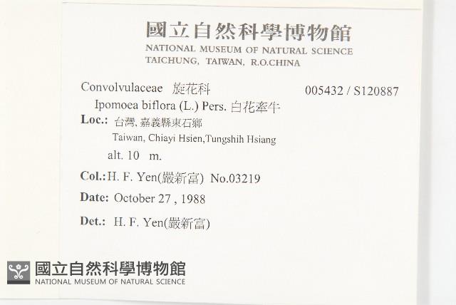 白花牽牛藏品圖，第2張