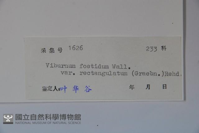 狹葉莢迷藏品圖，第2張