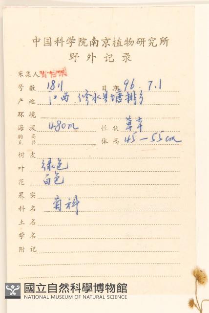 白頂飛蓬藏品圖，第2張