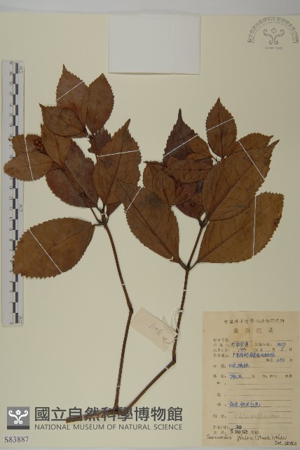 草珊瑚、紅果金粟蘭藏品圖，第1張