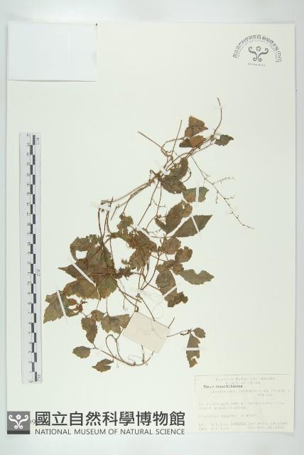 絞股藍藏品圖，第1張