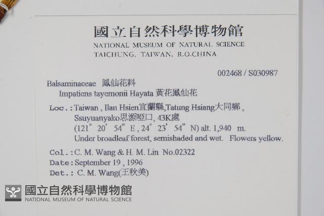 黃花鳳仙花藏品圖，第2張