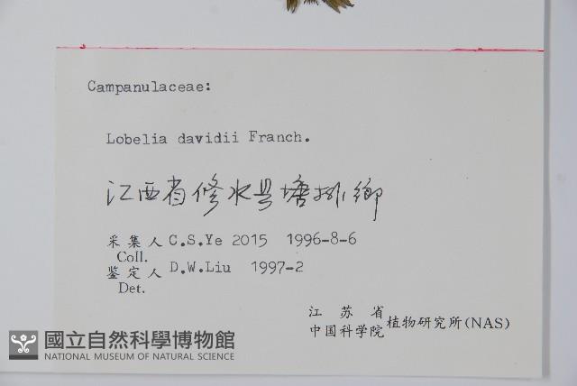 江南山梗菜藏品圖，第2張