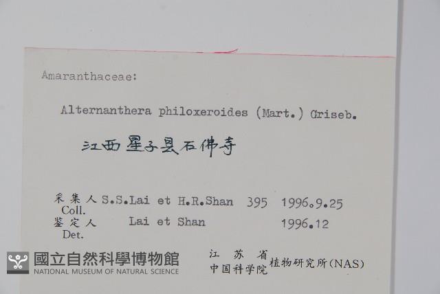 空心蓮子草藏品圖，第2張