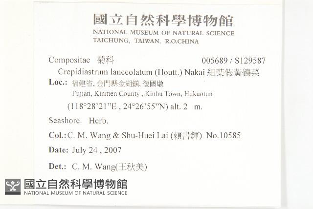 細葉假黃鵪菜藏品圖，第2張