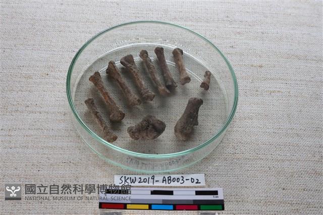 家犬藏品圖，第2張