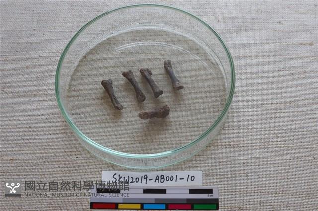 家犬藏品圖，第2張