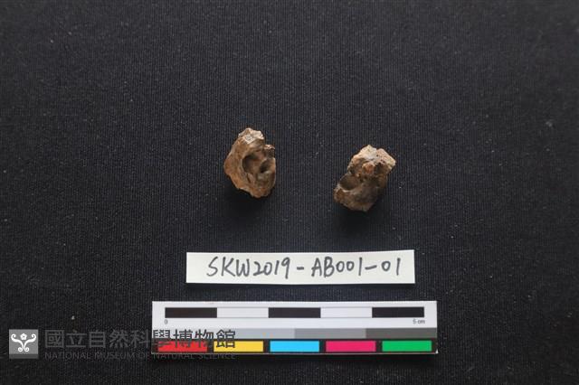 家犬藏品圖，第2張