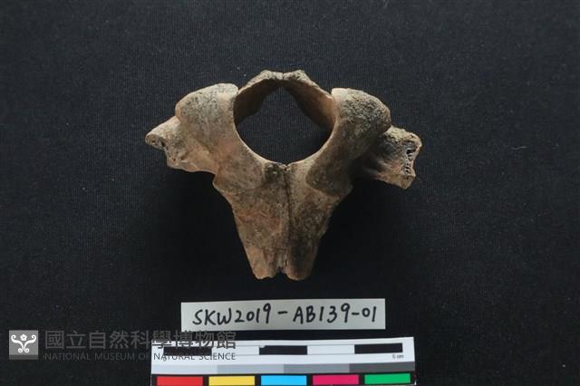 獸骨藏品圖，第2張