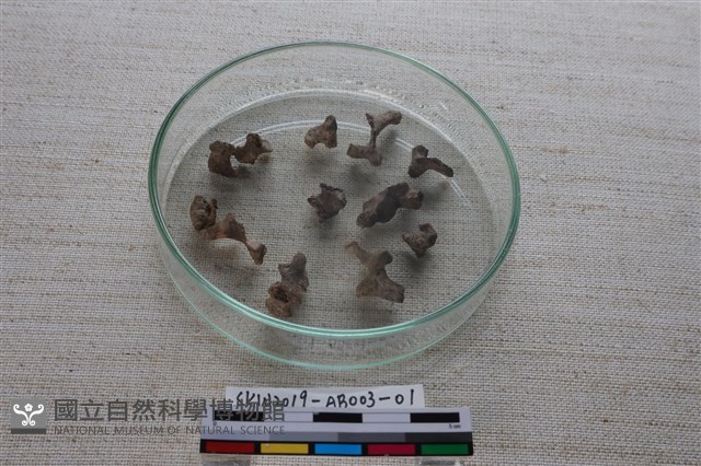 家犬藏品圖，第2張
