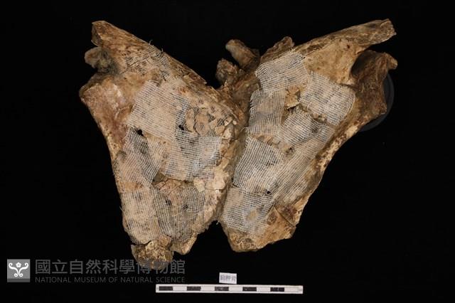 人骨藏品圖，第2張