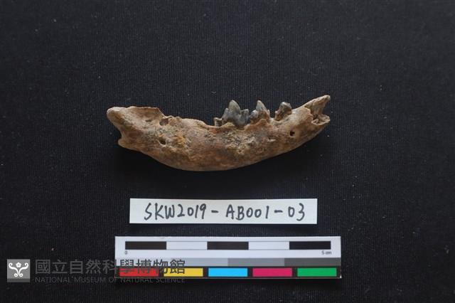 家犬藏品圖，第2張