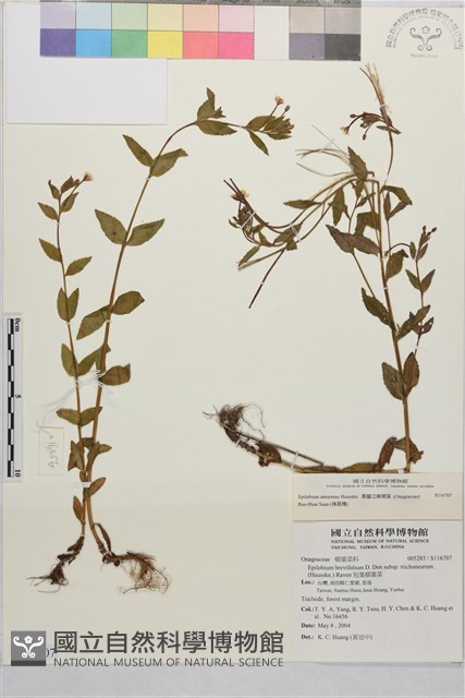 黑龍江柳葉菜藏品圖，第1張