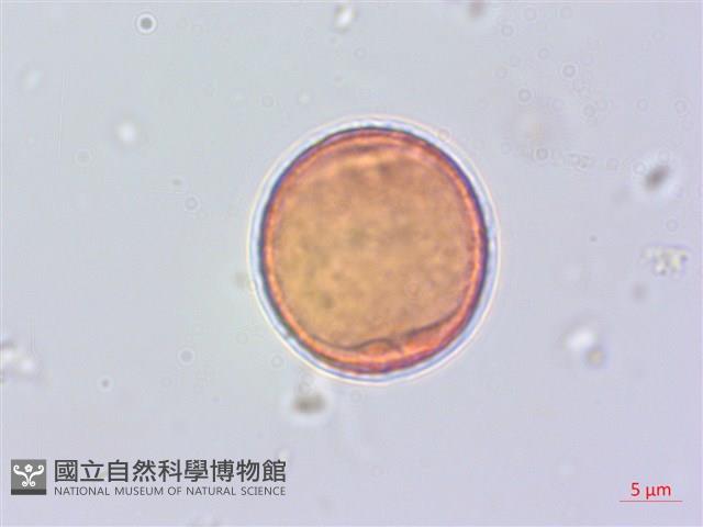 蘭嶼蘋婆藏品圖，第3張