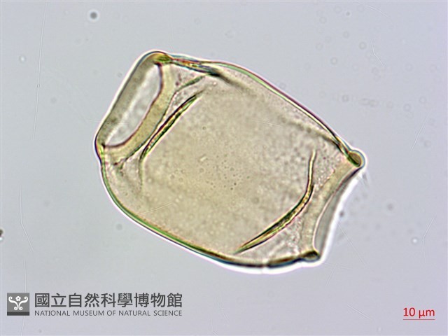 蘭嶼念珠藤藏品圖，第3張