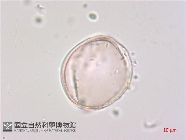 玉山小米草藏品圖，第2張