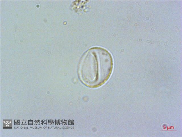 奮起湖冷水麻藏品圖，第2張