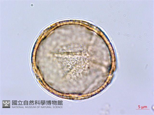 小果酸模藏品圖，第2張