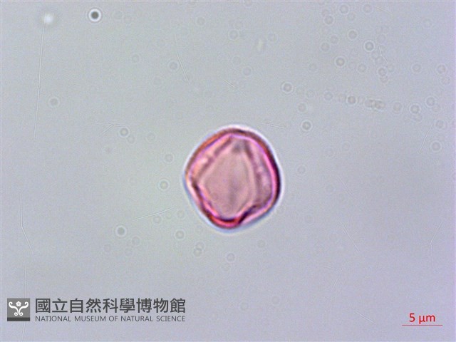 旋莢木藏品圖，第3張