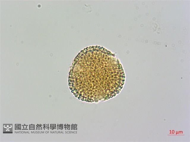 Little Fruit Privet Collection Image, Figure 2, Total 3 Figures