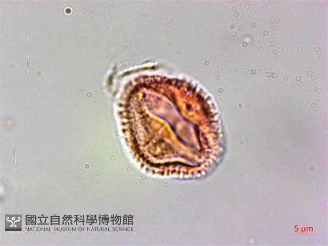 翼柄花椒藏品圖，第2張