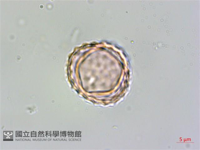 豬草、瘤果菊藏品圖，第3張
