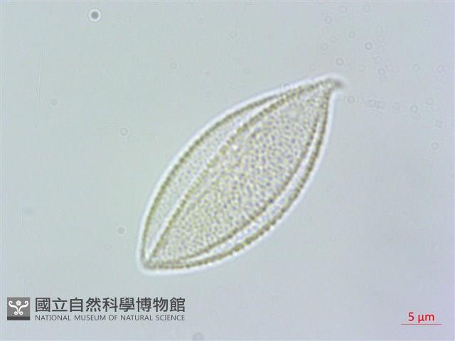 束心蘭藏品圖，第2張