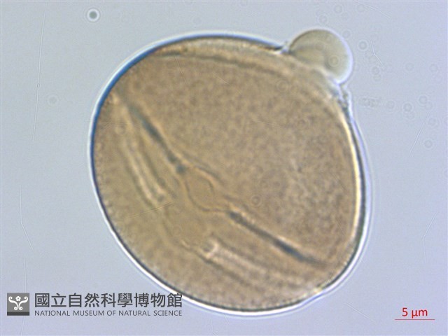 鵝鸞鼻決明藏品圖，第2張