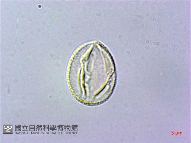 石吊蘭、吊石苣苔藏品圖，第3張