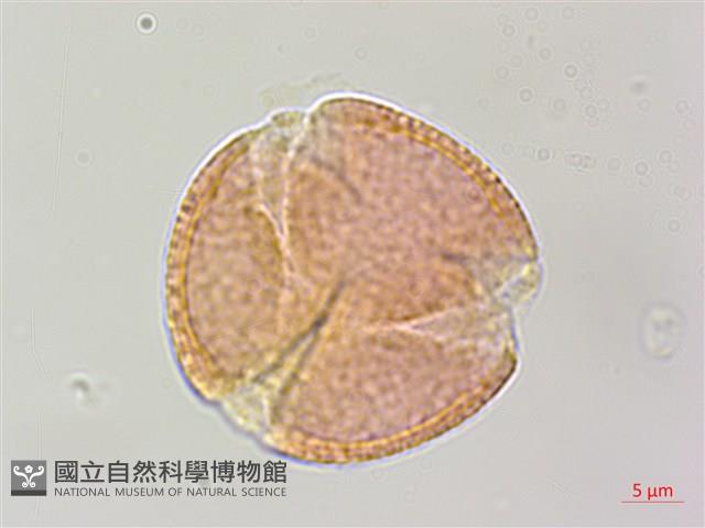 台灣魚藤藏品圖，第2張