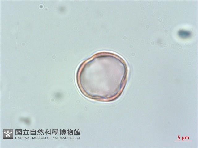 野甘草、甜珠子草藏品圖，第2張