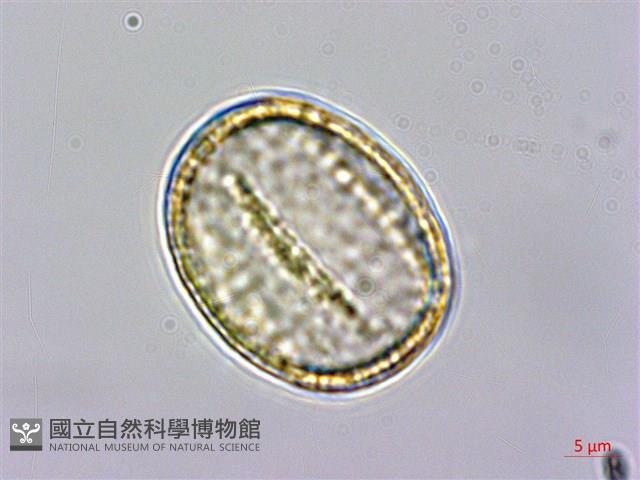 掌葉毛茛藏品圖，第2張