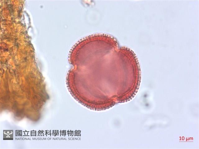 烏面馬、白花藤藏品圖，第2張