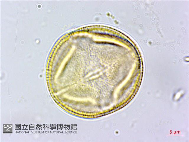 蓖麻藏品圖，第2張