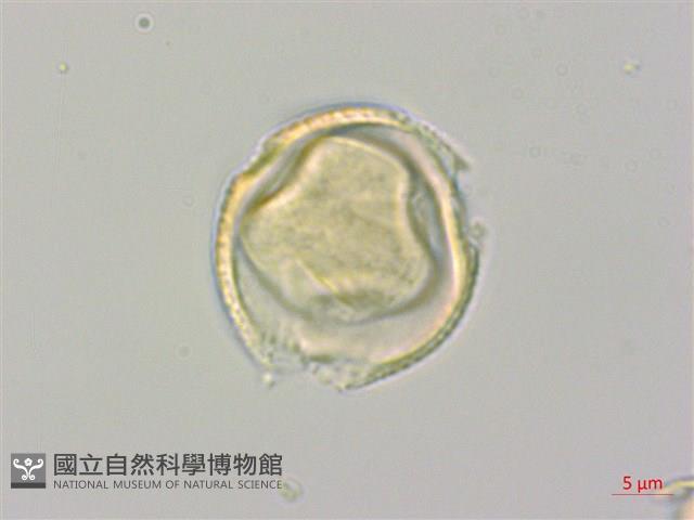 垂枝泡花樹藏品圖，第2張