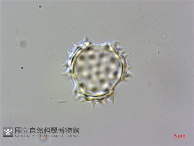 小花蔓澤蘭藏品圖，第3張