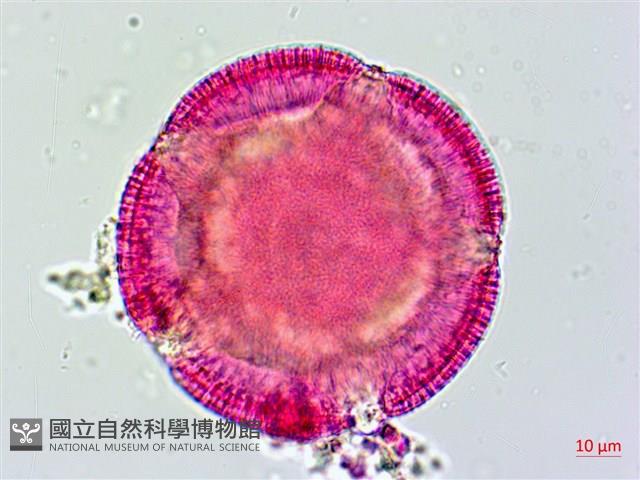 姬旋花、木玫瑰藏品圖，第3張