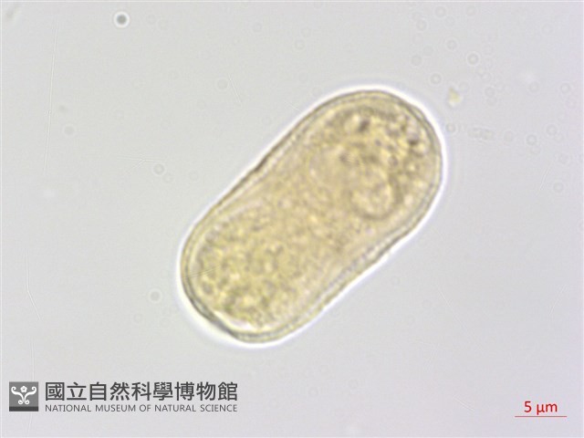 山薰香藏品圖，第2張