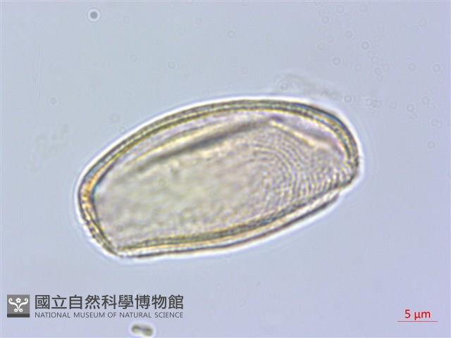 樟葉槭, 飛蛾子樹藏品圖，第3張