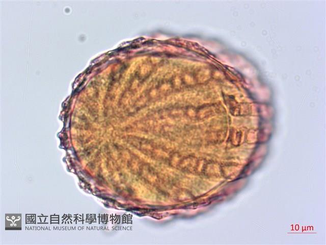 曲莖馬藍藏品圖，第2張